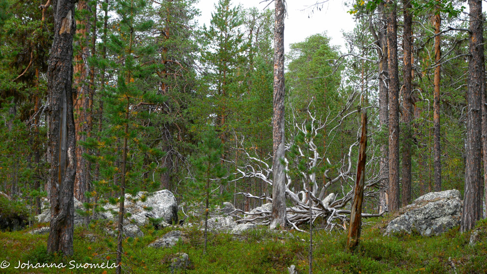 Vanha metsä ympäröi erämaakirkolle johtavaa polkua.