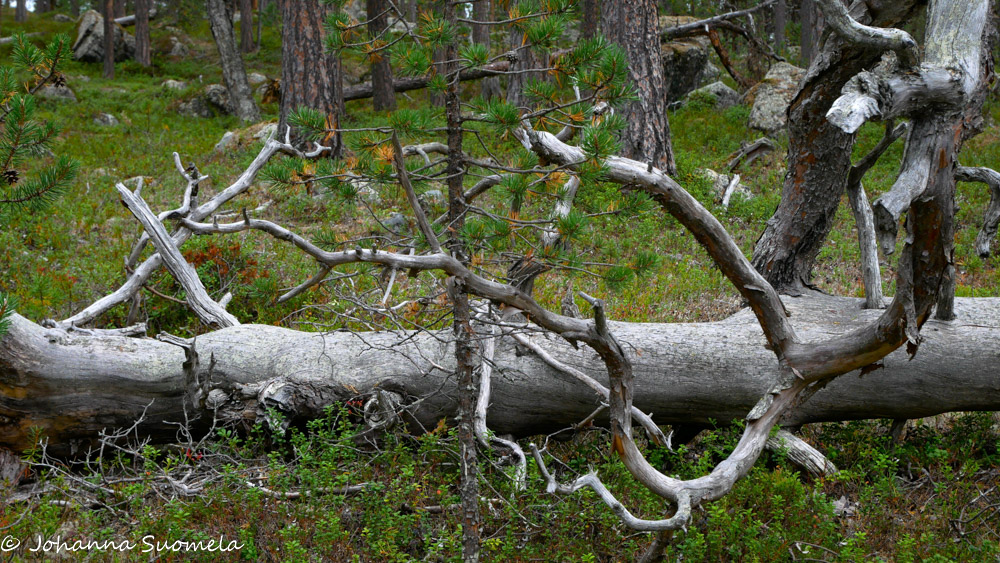 Kaatunut kelo erämaakirkolle johtavan polun vieressä.
