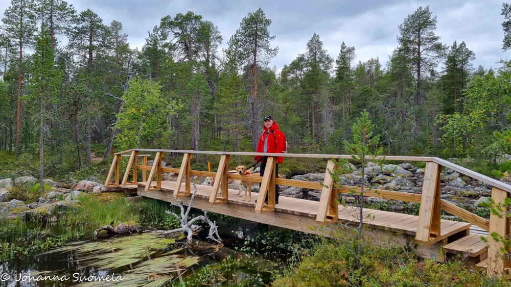 Retkeilijä kahden noutajakoiran kanssa puisella sillalla.