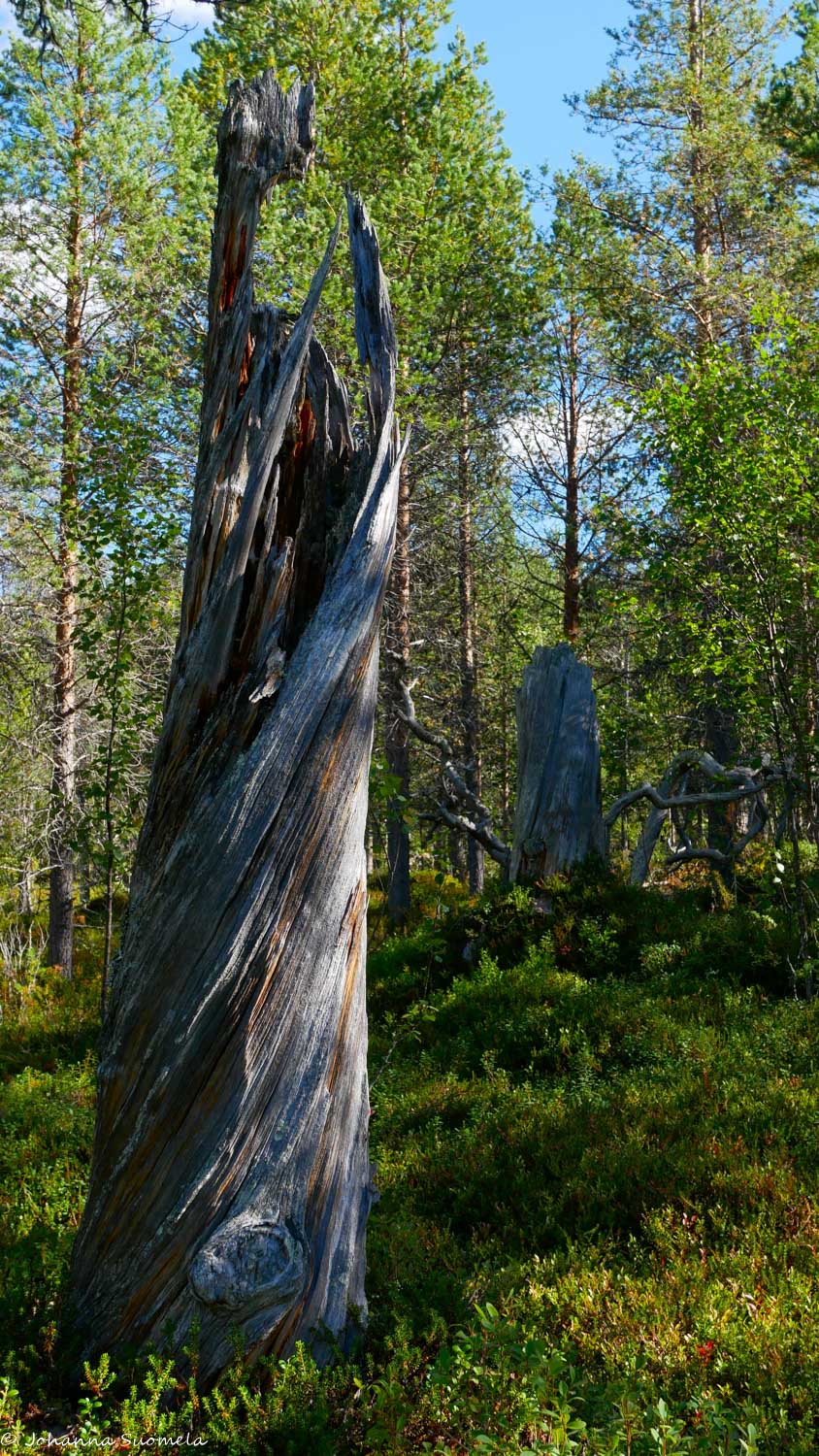 Kelopuu Joenkielisen kierroksen polun varrella.