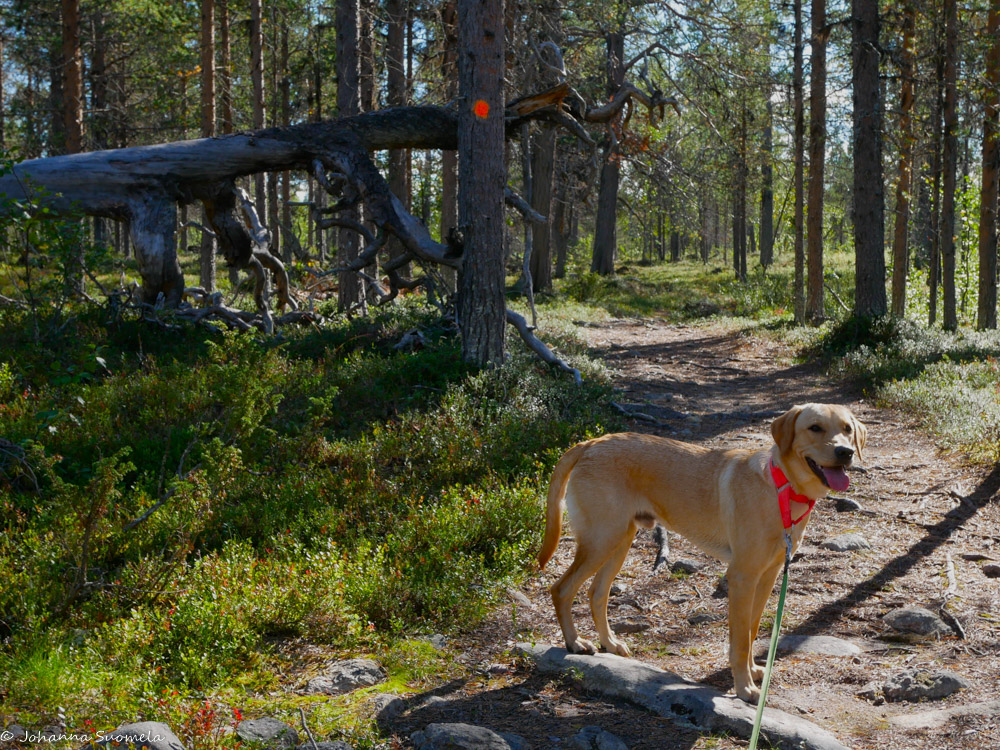 Labradorinnoutaja Joenkielisen kierroksen polulla.