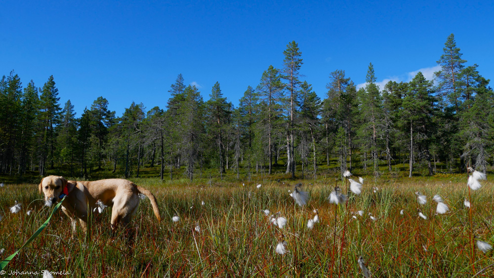 Labradorinnoutaja suolla tupasvillojen keskellä Joenkielisen kierroksen reitillä.