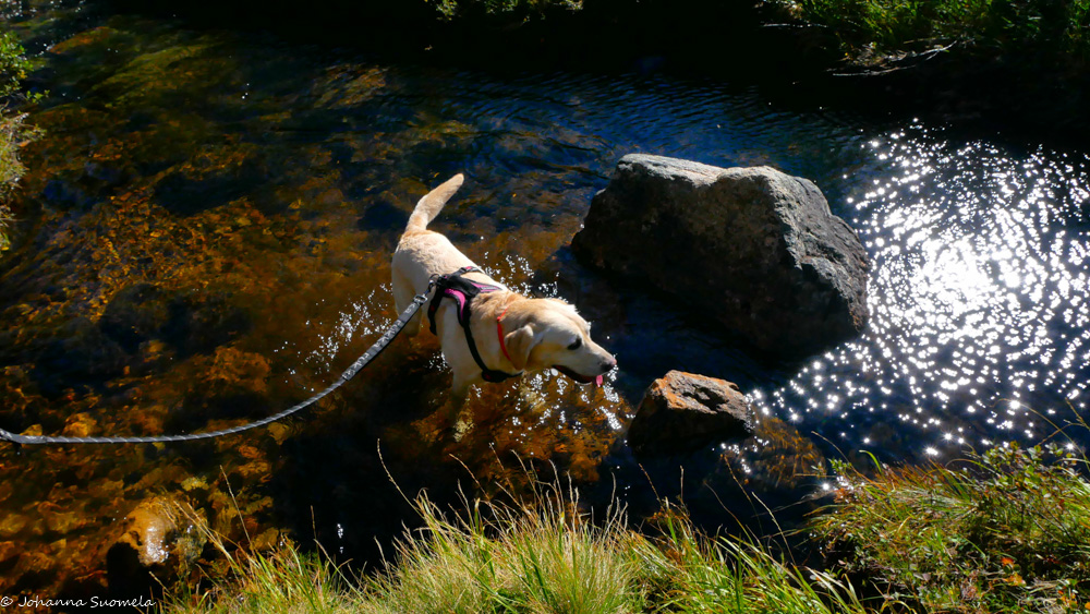 Labradorinnoutaja viilentelee Juurakko-ojalla vedessä seisten.