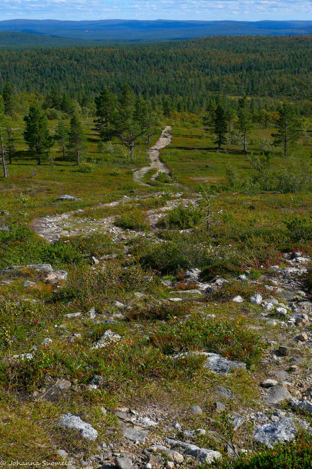 Joenkielisen polku puurajalta alaspäin.