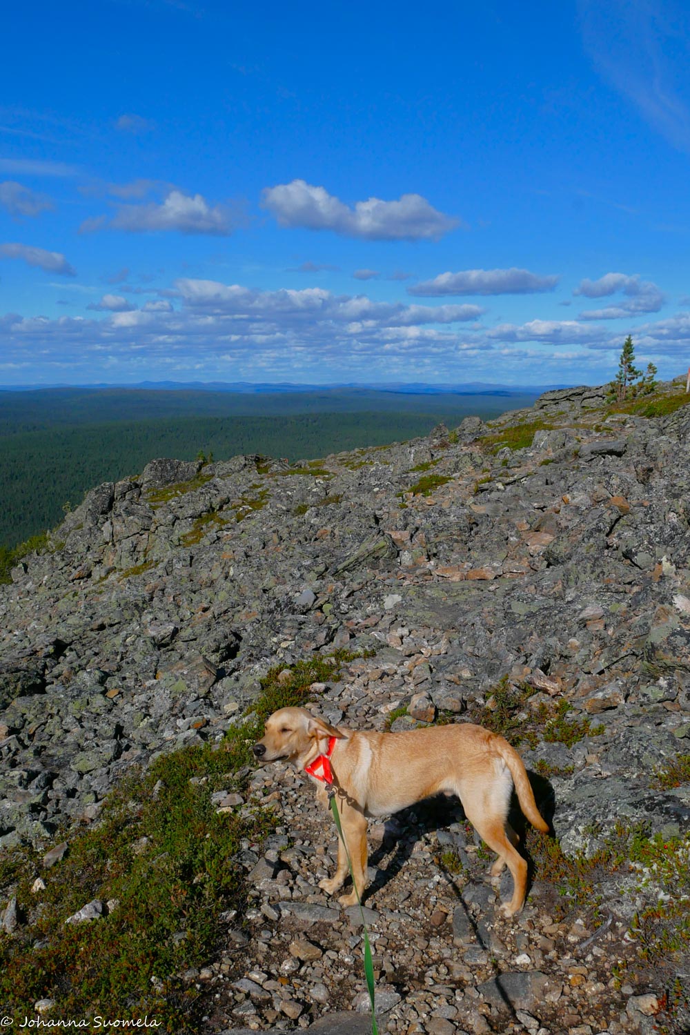 Labradorinnoutaja Joenkielisen huipulla kovassa tuulessa.