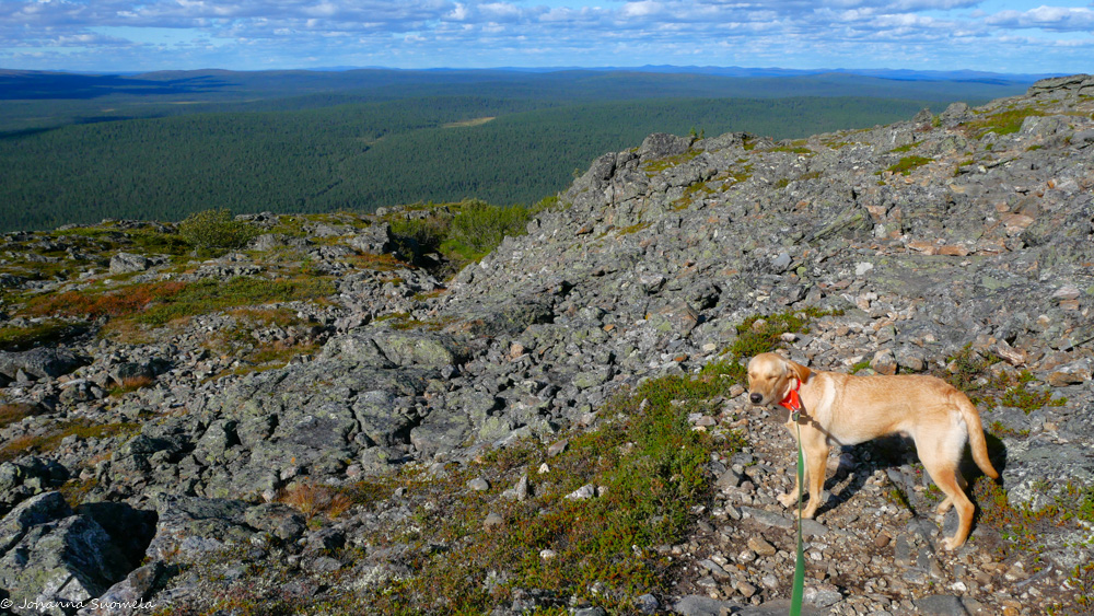 Labradorinnoutaja Joenkielisen tunturin huipulla kovassa tuulessa.