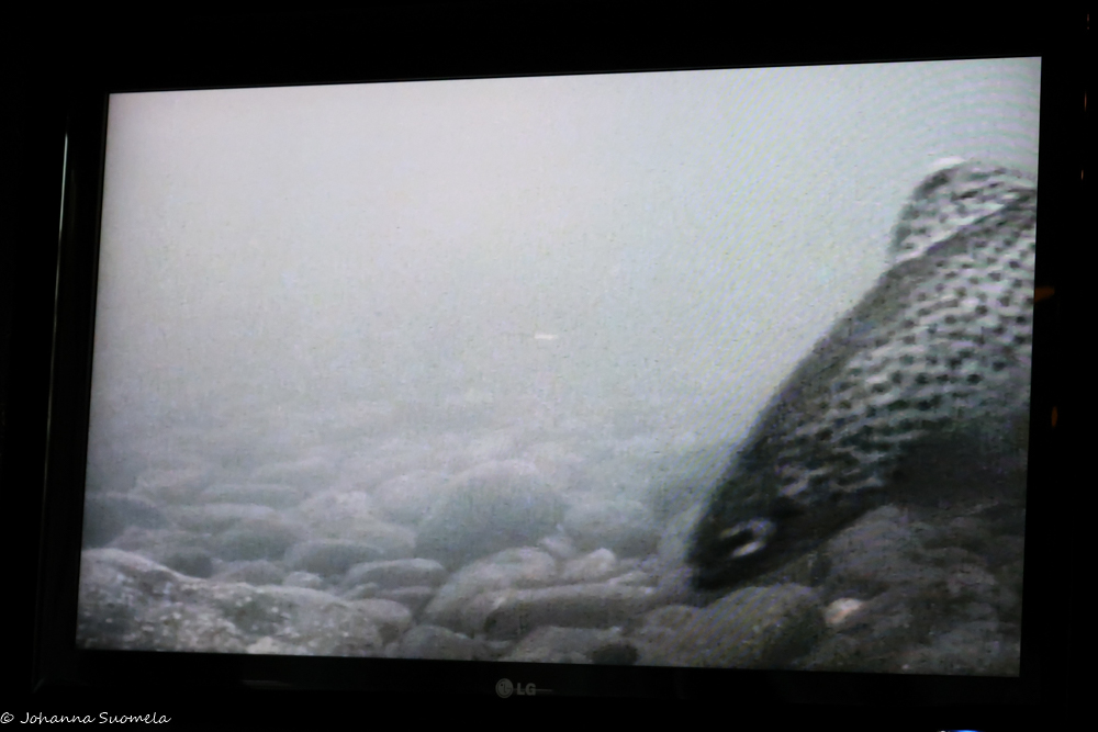 Taimen Juutuanjoen kalakamerassa Ravintola Aanaarin televisiossa.