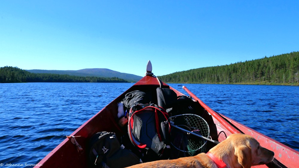 Labradorinnoutaja Lemmenjoella jokiveneen kyydissä.