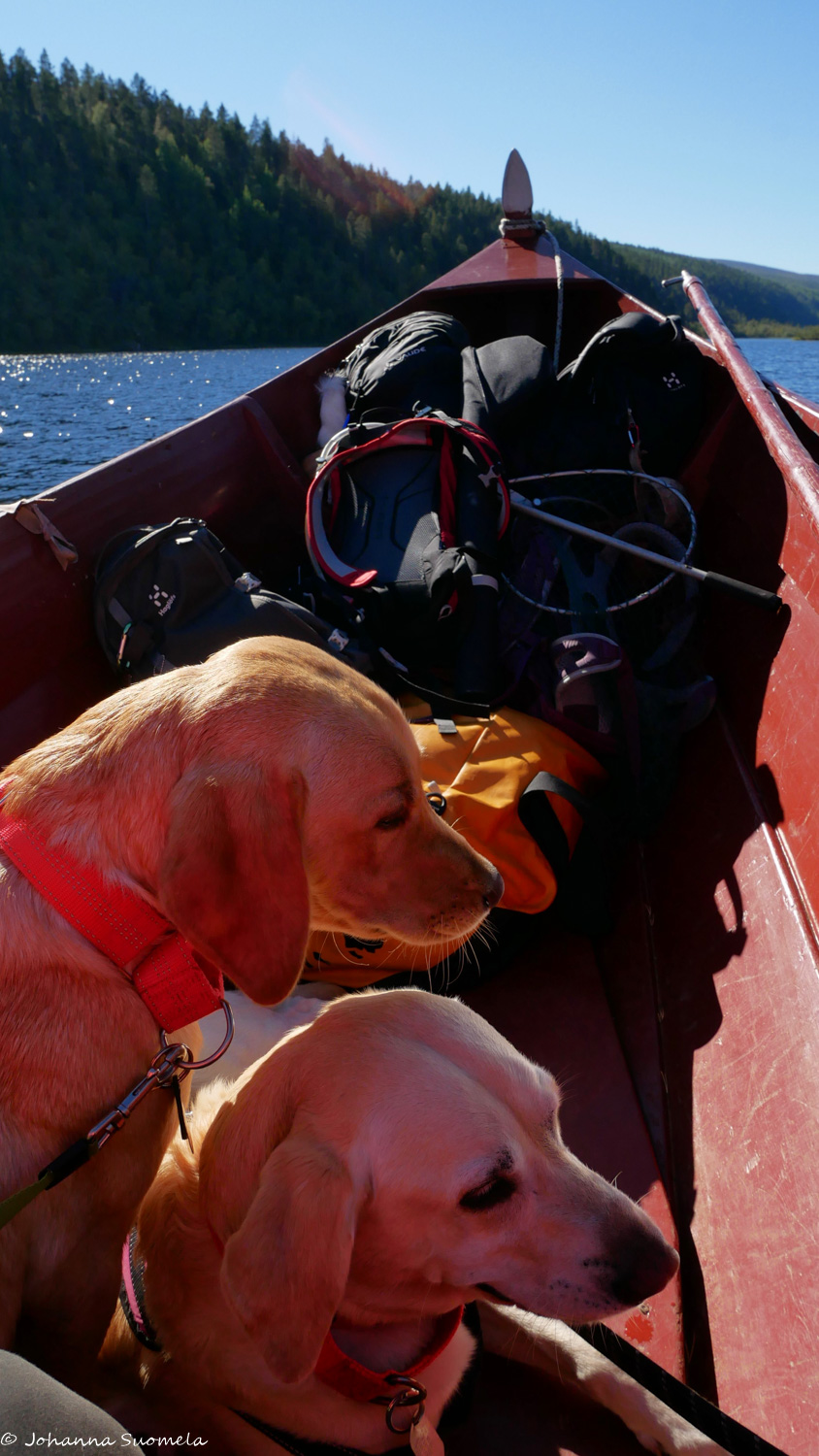 Koirat jokiveneessä Lemmenjoella.