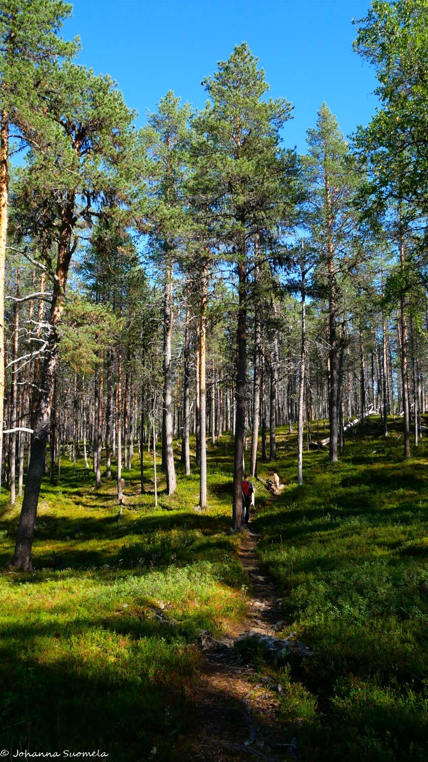 Kangasmetsää Ravadaskönkään yläpuolella.