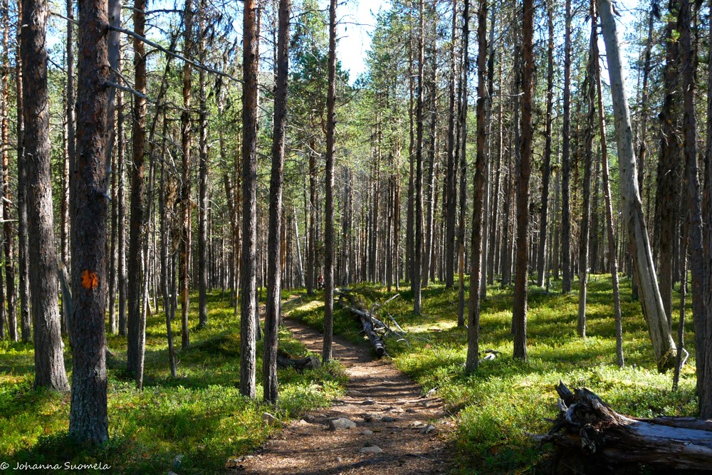 Kangasmetsää Ravadasjärven yläpuolella.