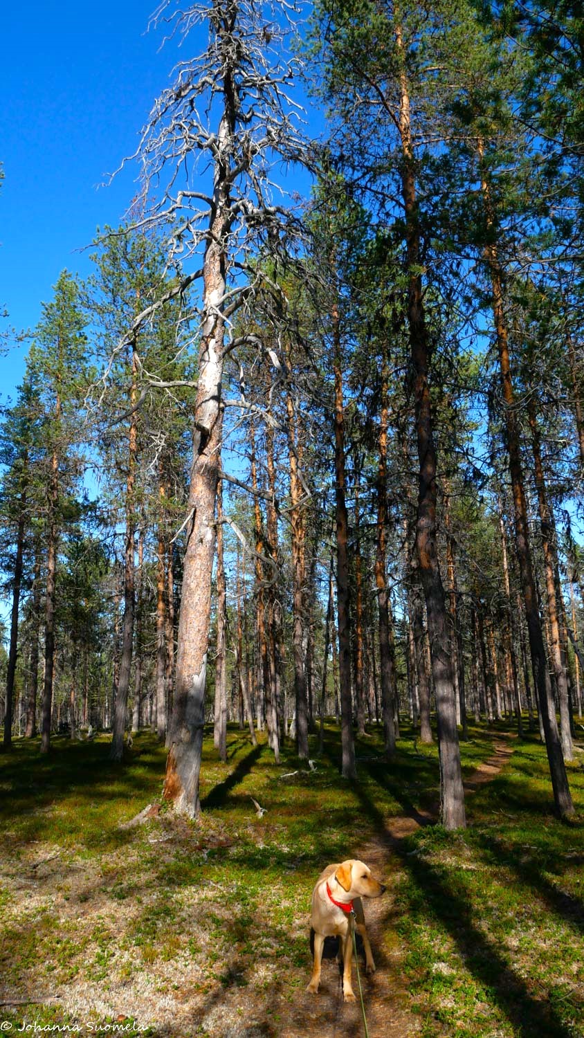 Koira Lemmenjoen Kultareitillä.
