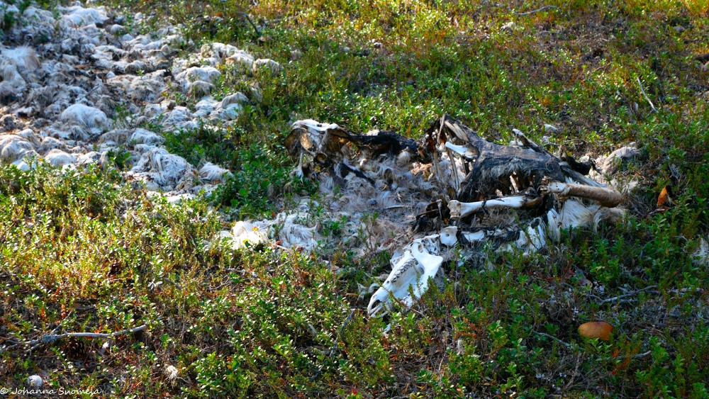 Poron jäänteet Lemmenjoen Kultareitin varrella.