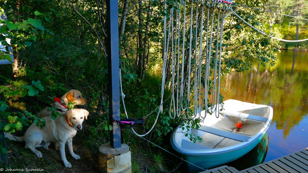 Koiria Searitnivan lossiveneellä.