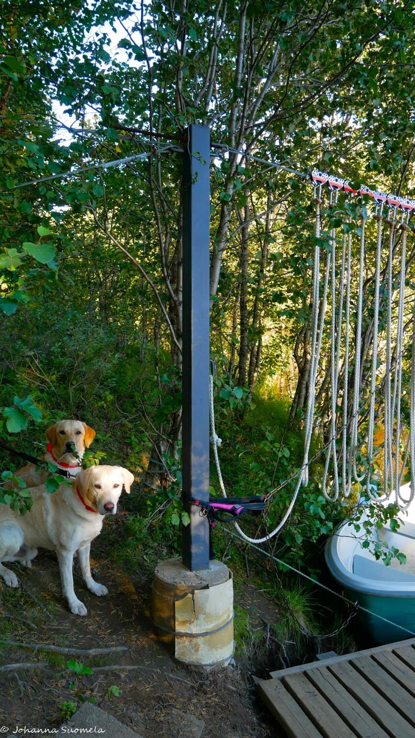 Koirat odottavat pääsyään Searitnivan lossiveneeseen.