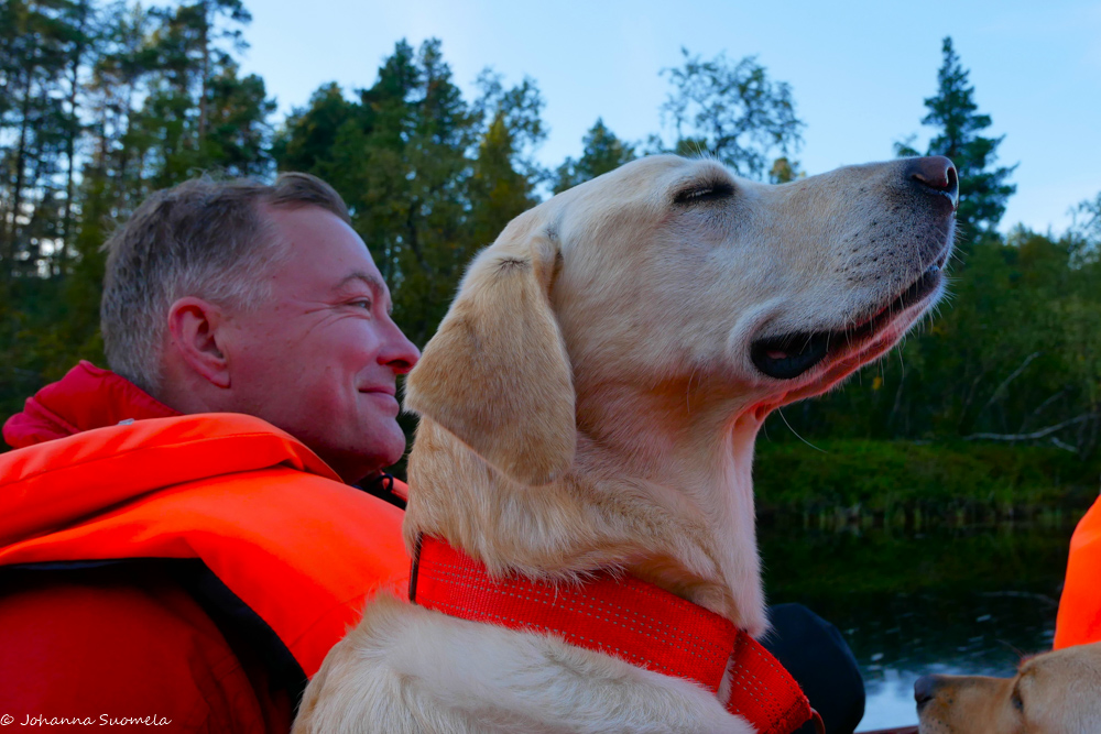 Labradorinnoutaja nauttii venekyydin ajoviimasta.