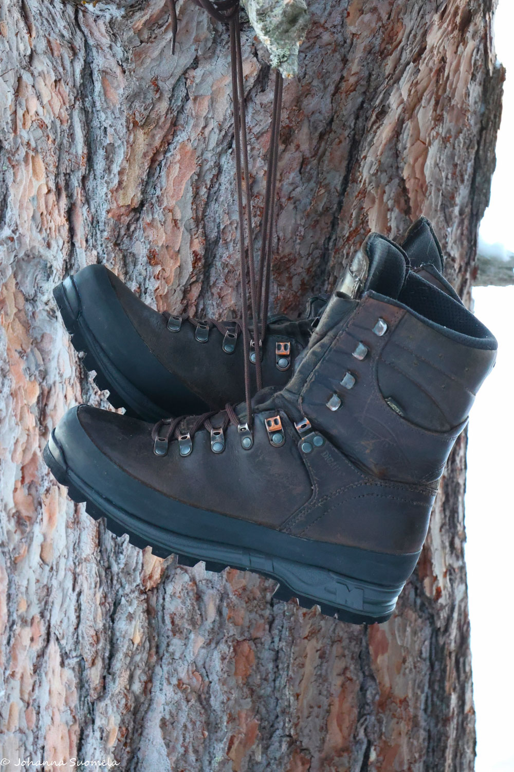 Vaelluskengät uudelleenpohjattuina hongassa roikkumassa.